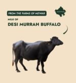 Desi Bilona Buffalo Ghee A2 Cultured - Milkoraa - Image 3